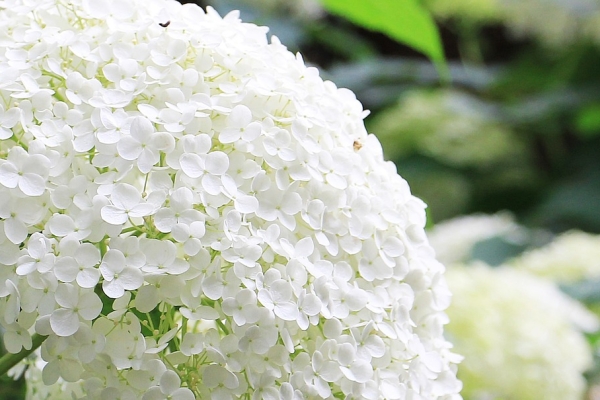 Hortensia blanches