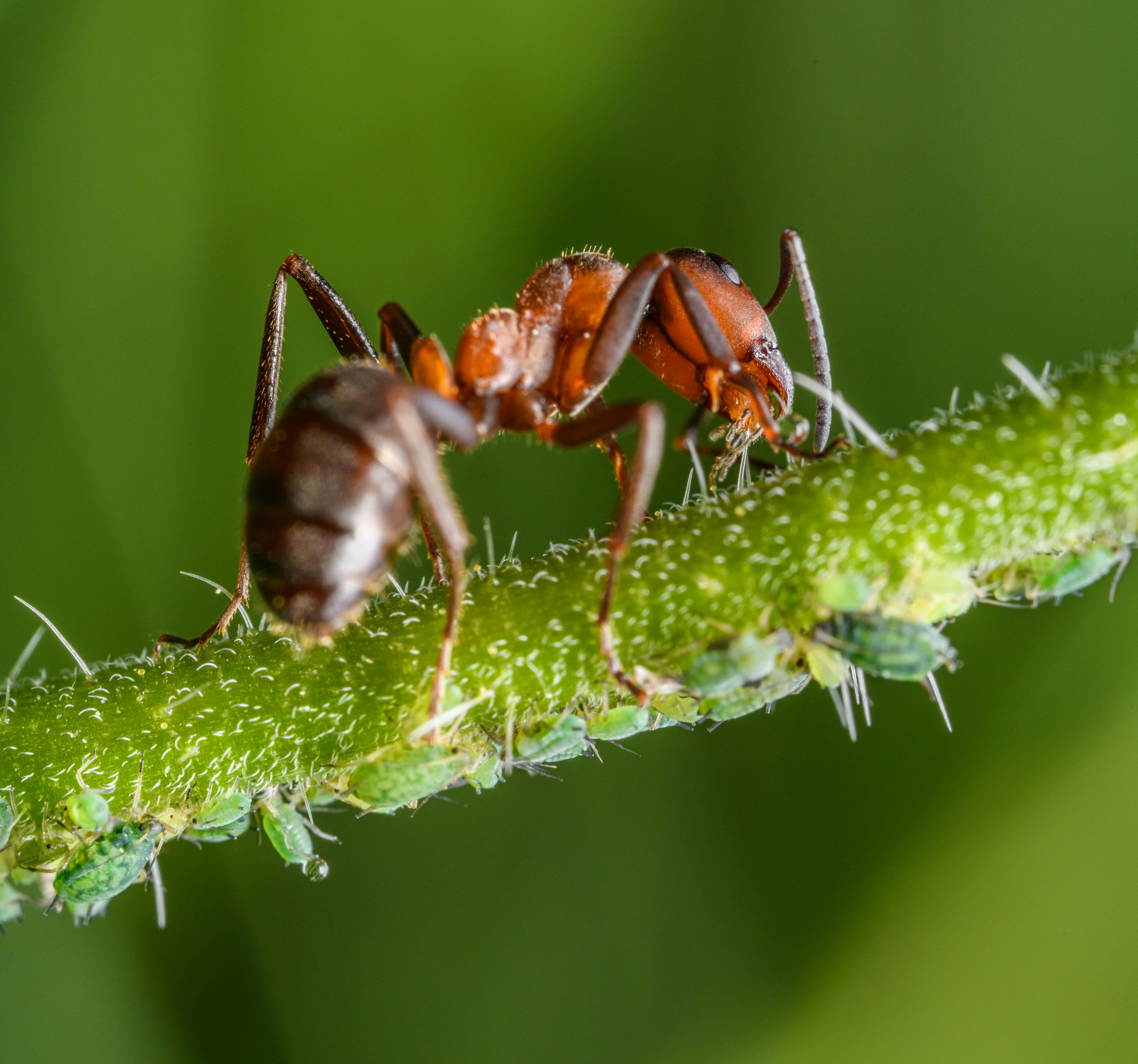 Fourmis et élevage de pucerons